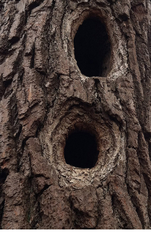 Hill Forest Closeup, ©Elizabeth Sanford